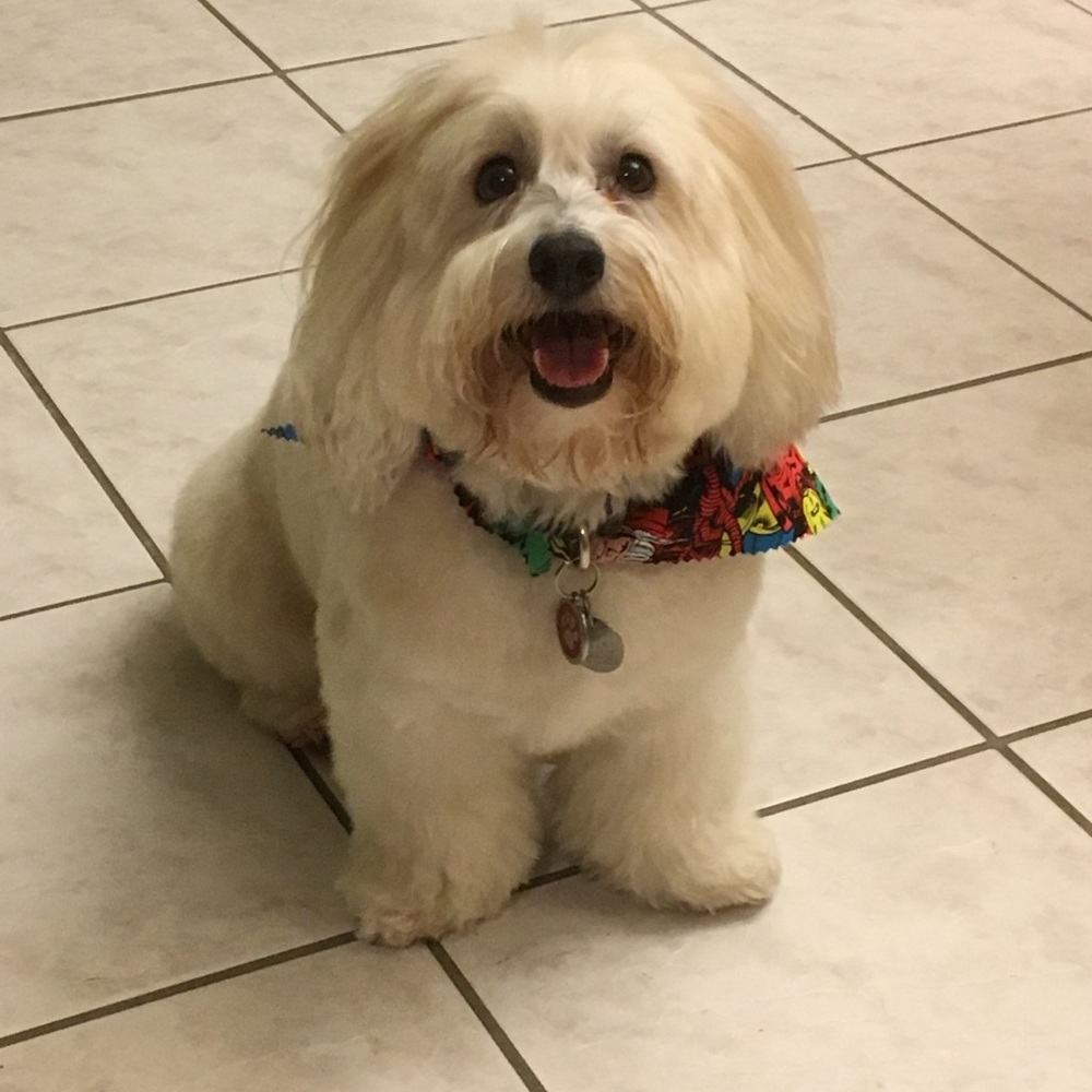 Meet your Posher, Cooper